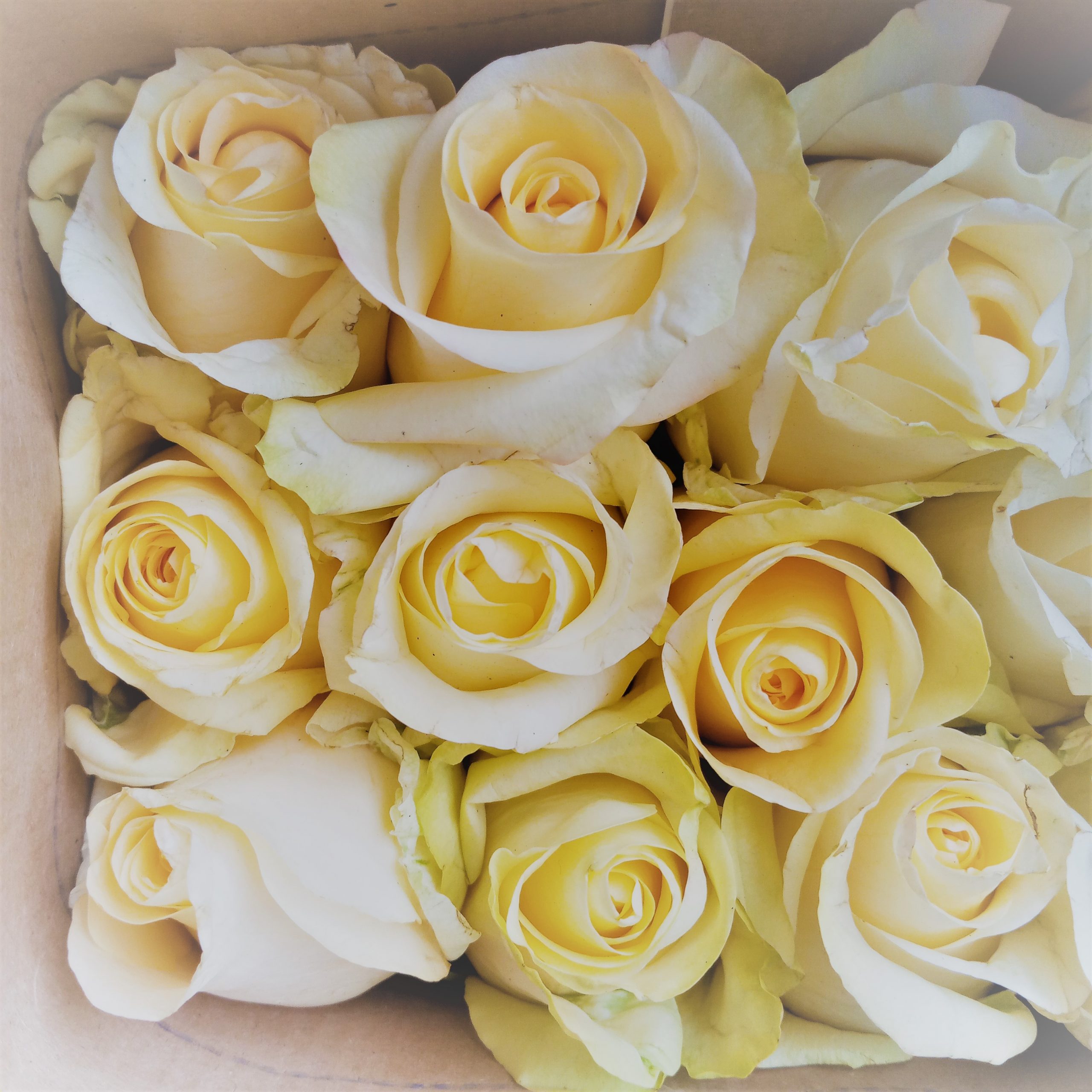 Como hacer una caja de Rosas Brisadi Boutique Floral Quito